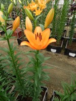 [5091 Dunes No01.JPG]